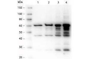 Western Blot of Rabbit anti-p35 antibody. (P35 抗体)