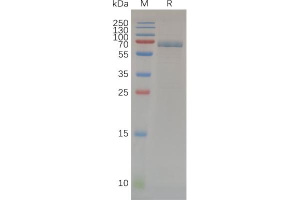 MMP14 Protein (AA 112-541) (Fc Tag)