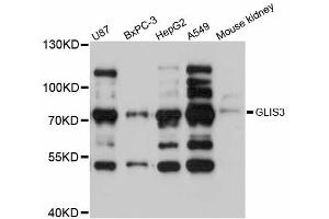 Western blot analysis of extracts of various cell lines, using GLIS3 antibody (ABIN5997796) at 1:3000 dilution. (GLIS3 抗体)
