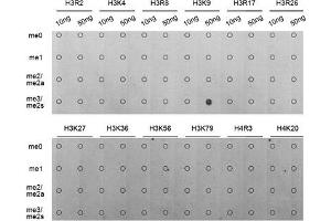 Dot Blot (DB) image for anti-Histone 3 (H3) (H3K9me) antibody (ABIN1872999) (Histone 3 抗体  (H3K9me))