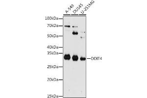Western blot analysis of extracts of various cell lines, using DDIT4 antibody (ABIN6130875, ABIN6139466, ABIN6139468 and ABIN7101822) at 1:1000 dilution. (DDIT4 抗体  (AA 1-232))