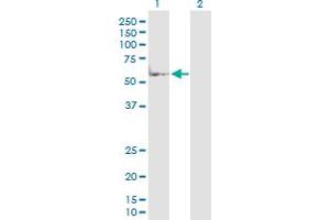 Western Blot analysis of MAP2K7 expression in transfected 293T cell line by MAP2K7 MaxPab polyclonal antibody. (MAP2K7 抗体  (AA 1-426))