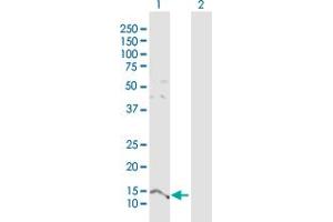 Western Blot analysis of PTMS expression in transfected 293T cell line by PTMS MaxPab polyclonal antibody. (Parathymosin 抗体  (AA 1-102))