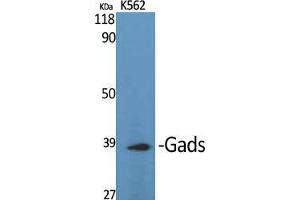 Western Blot (WB) analysis of specific cells using Gads Polyclonal Antibody. (GRAP2 抗体  (Internal Region))