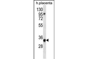 Western blot analysis in human placenta tissue lysates (35ug/lane). (OR6N2 抗体  (C-Term))