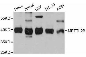 Western blot analysis of extracts of various cell lines, using METTL2B antibody (ABIN6290626) at 1:3000 dilution. (METTL2B 抗体)