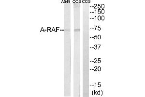 Western blot analysis of extracts from Cos7 and A549 cells, using A-RAF antibody. (ARAF 抗体  (Internal Region))