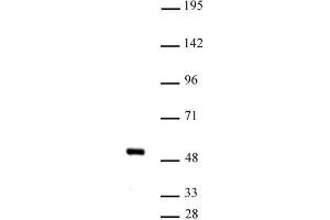 IRF-4 (pAb) tested by Western blot. (IRF4 抗体  (C-Term))