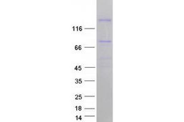 DUOX1 Protein (Transcript Variant 1) (Myc-DYKDDDDK Tag)