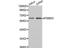 Western blot analysis of extracts of various cell lines, using PSMD3 antibody. (PSMD3 抗体)