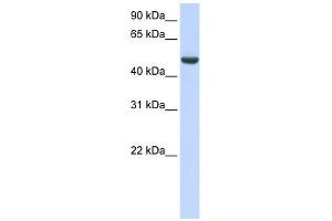 SPATA17 antibody used at 1 ug/ml to detect target protein. (SPATA17 抗体  (C-Term))