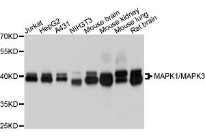 Western blot analysis of extracts of various cell lines, using MAPK1/MAPK3 antibody (ABIN5996862) at 1/1000 dilution. (ERK1 抗体)