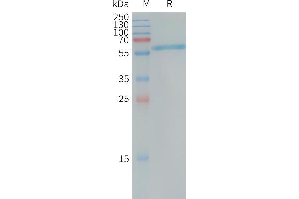 PLAP Protein (AA 23-505) (His tag)
