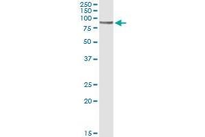 Immunoprecipitation of CD19 transfected lysate using anti-CD19 monoclonal antibody and Protein A Magnetic Bead , and immunoblotted with CD19 MaxPab rabbit polyclonal antibody. (CD19 抗体  (AA 98-187))