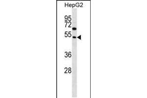 Western blot analysis in HepG2 cell line lysates (35ug/lane). (FAM83A 抗体  (AA 268-295))