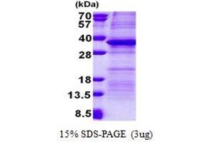 PSG5 Protein (AA 35-335) (His tag)