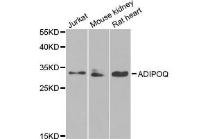 Western blot analysis of extracts of various cell lines, using ADIPOQ antibody (ABIN5971370) at 1/1000 dilution. (ADIPOQ 抗体)