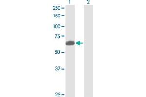 Western Blot analysis of PVRL2 expression in transfected 293T cell line by PVRL2 monoclonal antibody (M01), clone 2A6-2C1. (PVRL2 抗体  (AA 1-479))