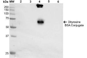 Western Blot analysis of Dityrosine-BSA Conjugate showing detection of 67 kDa Dityrosine-BSA using Mouse Anti-Dityrosine Monoclonal Antibody, Clone 10A6 . (Dityrosine 抗体  (Atto 594))