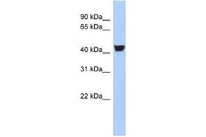 TH antibody (70R-10442) used at 0. (TH 抗体  (N-Term))