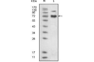 Western Blot showing EphB4 antibody used against extracellular domain of human EphB4 (aa16-539). (EPH Receptor B4 抗体)