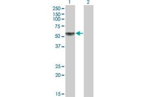 Western Blot analysis of KLF12 expression in transfected 293T cell line by KLF12 monoclonal antibody (M01), clone 3E4. (KLF12 抗体  (AA 1-90))