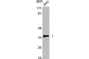 Western Blot analysis of K562 cells using p35 Polyclonal Antibody (CDK5R1 抗体  (N-Term))