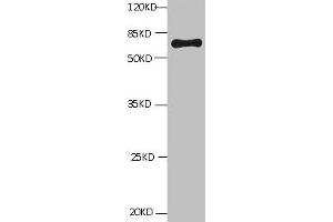 All lanes: Mouse Anti-BSA monoclonal antibody at 1 μg/mL Lane 1:Bovine serum Albumin Predicted band size : 67kd Observed band size : 67kd (BSA 抗体)