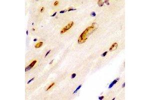 Immunohistochemical analysis of NIRF staining in rat heart formalin fixed paraffin embedded tissue section. (UHRF2 抗体)