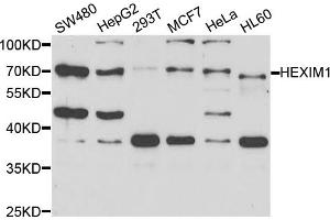 Western blot analysis of extracts of various cell lines, using HEXIM1 antibody. (HEXIM1 抗体)