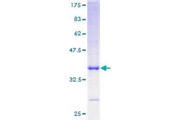 PI3 Protein (AA 1-117) (GST tag)