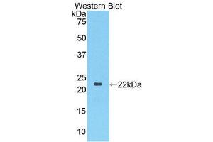 Western Blotting (WB) image for anti-Toll-Like Receptor 3 (TLR3) (AA 533-705) antibody (ABIN1860770) (TLR3 抗体  (AA 533-705))