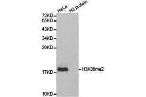 Western Blotting (WB) image for anti-Histone 3 (H3) (H3K36me2) antibody (ABIN1873004) (Histone 3 抗体  (H3K36me2))