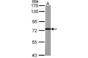 WB Image Sample (30 ug of whole cell lysate) A:NIH-3T3 7. (GRK2 抗体  (C-Term))