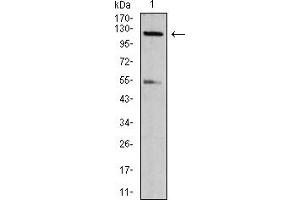 Western Blotting (WB) image for anti-NLR Family, CARD Domain Containing 4 (NLRC4) (AA 525-538), (pSer533) antibody (ABIN5887180) (NLRC4 抗体  (pSer533))