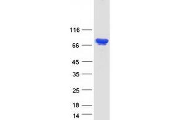 KHSRP Protein (Myc-DYKDDDDK Tag)