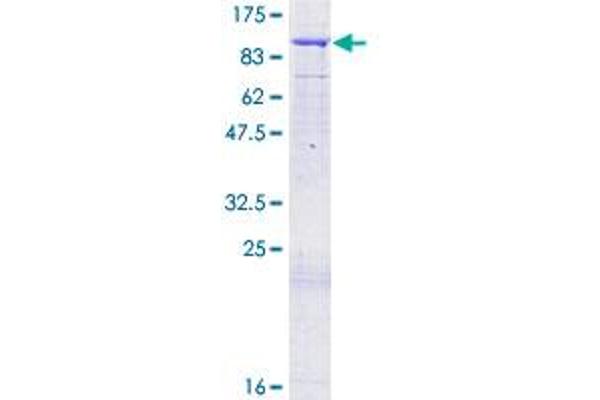 ORC3 Protein (AA 1-712) (GST tag)