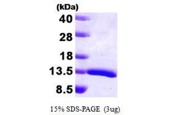 HDGF Protein (AA 1-100)