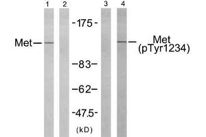 Western blot analysis of extract from HepG2 cells using Met (Ab-1234) antibody (E021220, Line 1 and 2) and Met (phospho- Tyr1234) antibody (E011227, Line 3 and 4). (c-MET 抗体)