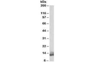 Western blot testing of human heart lysate with Phospholamban antibody at 0. (Phospholamban 抗体)