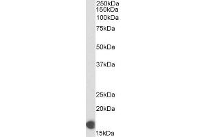 Biotinylated ABIN5539498 (0. (COX IV 抗体  (C-Term) (Biotin))