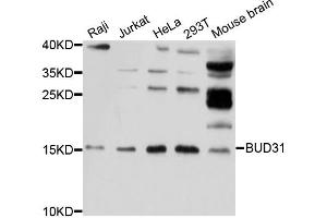 Western blot analysis of extracts of various cell lines, using BUD31 antibody. (BUD31 抗体)