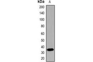Western blot analysis of CDX2 expression in mouse brain (A) whole cell lysates. (CDX2 抗体)