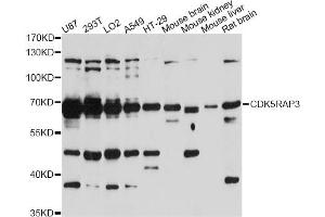 Western blot analysis of extracts of various cell lines, using CDK5RAP3 antibody. (CDK5RAP3 抗体)