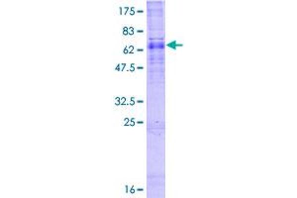 ALG3 Protein (AA 1-438) (GST tag)