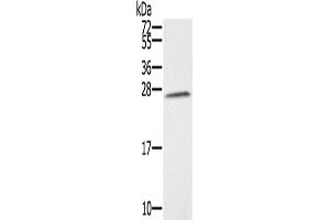 Western Blotting (WB) image for anti-Synovial Sarcoma, X Breakpoint 1 (SSX1) antibody (ABIN2430869) (SSX1 抗体)