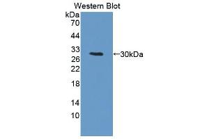 Western blot analysis of the recombinant protein. (PRKDC 抗体  (AA 3899-4128))