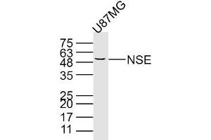 U87MG cell lysates probed with PNSE (15E2) Monoclonal Antibody, unconjugated (bsm-33072M) at 1:300 overnight at 4°C followed by a conjugated secondary antibody for 60 minutes at 37°C. (ENO2/NSE 抗体)