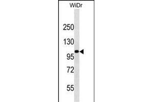 KIT Antibody (Center ) (ABIN1538499 and ABIN2850155) western blot analysis in WiDr cell line lysates (35 μg/lane). (KIT 抗体  (AA 556-585))