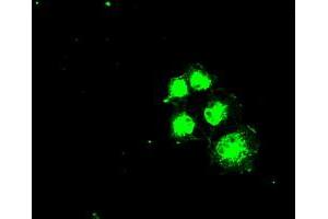 Immunofluorescence (IF) image for anti-Solute Carrier Family 2 (Facilitated Glucose/fructose Transporter), Member 5 (SLC2A5) antibody (ABIN1498476) (SLC2A5 抗体)